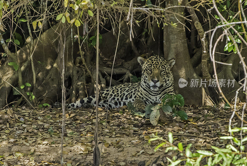 美洲虎(Panthera onca)是一种大型猫科动物，是美洲虎属猫科动物，是美洲唯一现存的美洲虎物种，在巴西潘塔纳尔发现。沿着河边打猎。散步。